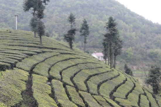 种植50亩茶叶成本多少，茶叶每亩的成本需要多少钱