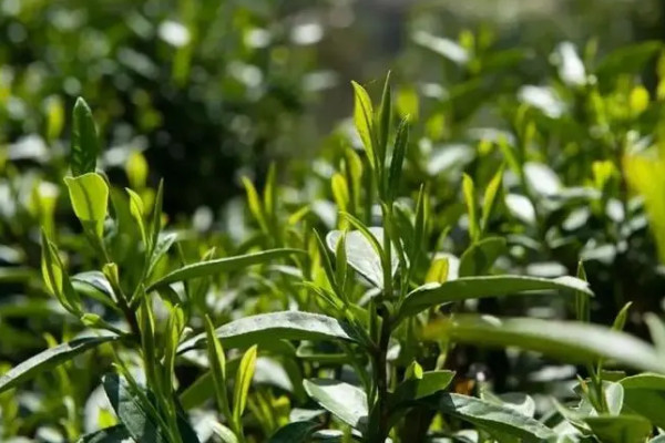 白茶属于什么茶的系列，白茶属于绿茶吗
