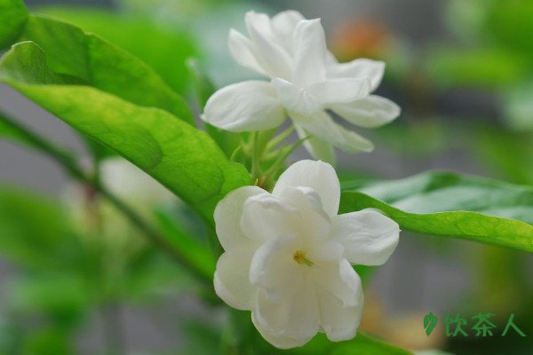 茉莉花茶的制作工艺流程，如何制作茉莉花茶
