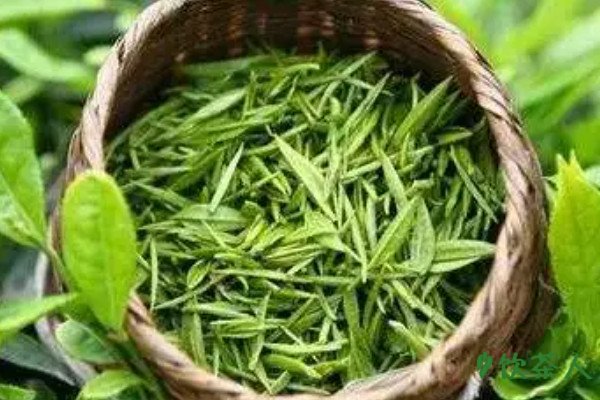 绿茶什么品种最好喝，最好喝的绿茶叶排行
