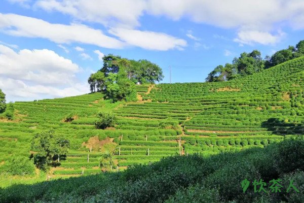 龙井茶产区有哪几个，龙井茶的产区都分布在哪