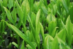 龙井明前茶和雨前茶的区别，龙井茶的明前茶和雨前茶对比