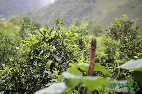 易武茶区有哪些山头的茶最好，易武茶区的五大茶山(特点和口感)