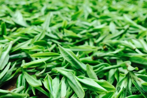 中国十大名茶及产地，中国十大名茶产地(茶类特点介绍)