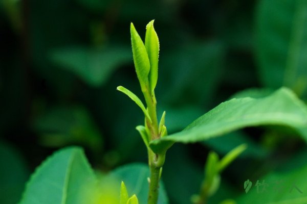 茶树是什么树，茶树是一种什么样的植物(多年生常绿树种)