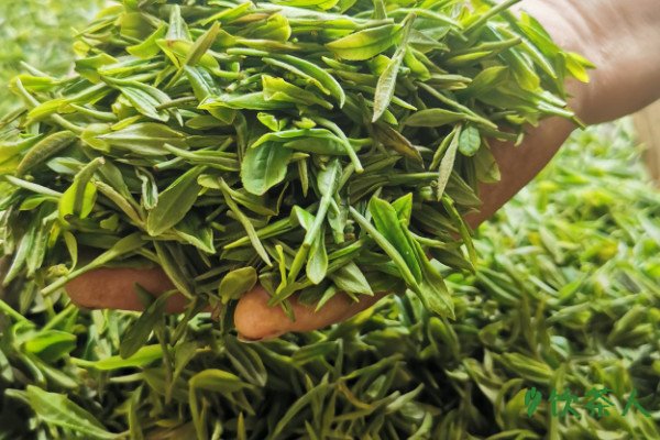 真正的毛尖泡出来的茶是什么样的，真正毛尖泡出来什么样子