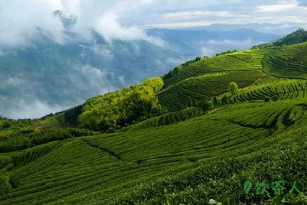 高山茶属于什么茶，高山茶是什么意思(高山茶叶的统称)