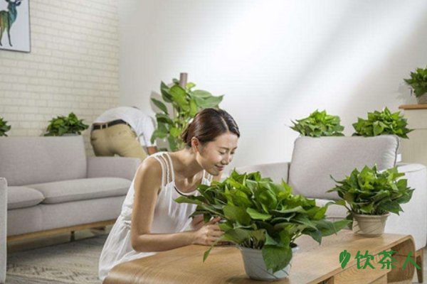 茶叶能除甲醛吗，可以但效果微乎其微(消除甲醛的办法)