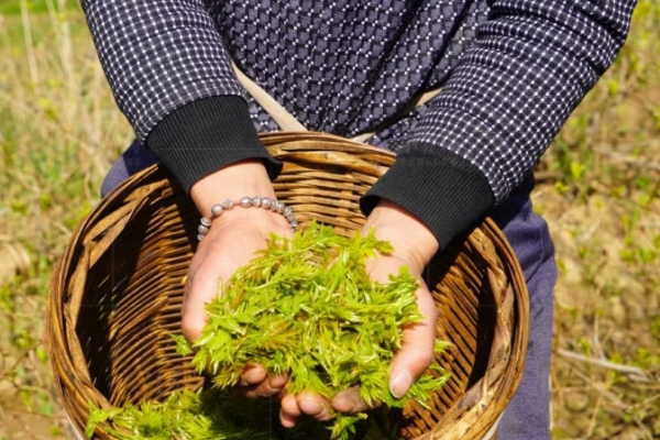 正宗莓茶多少钱一斤，莓茶市场价最高1800元每斤