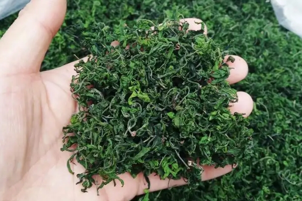 酸枣芽茶的功效和作用，酸枣芽长期喝对身体的好处
