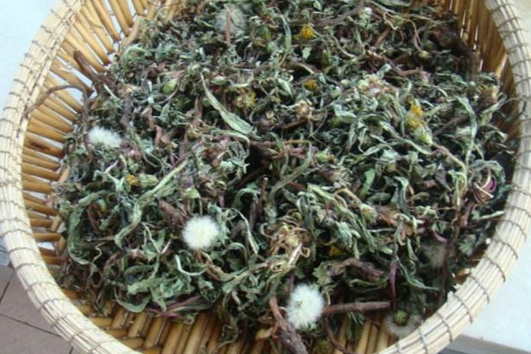 蒲公英茶的十大功效与禁忌，蒲公英茶的作用与功效