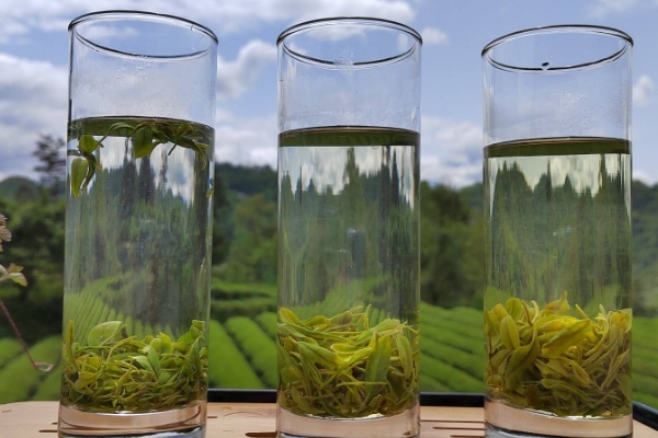 毛尖茶的价格，毛尖一般300元左右一斤