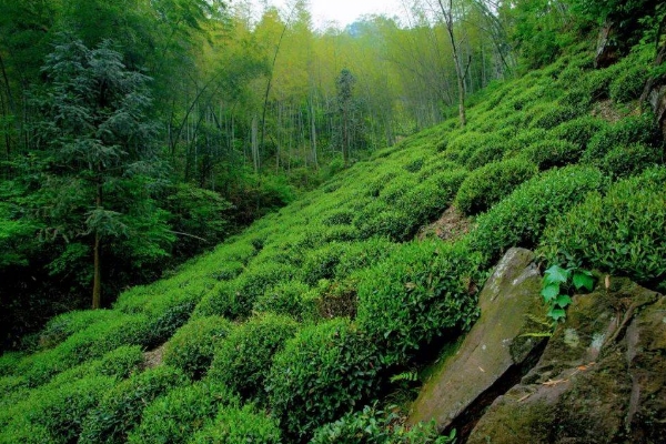 六安瓜片产地在哪里，六安瓜片核心产区介绍