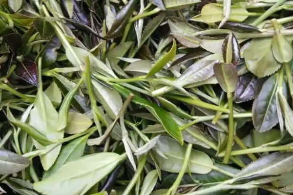 石阡苔茶属于什么茶，是六大茶类中的绿茶