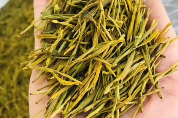 黄金芽茶叶价格一般在多少钱一斤，在数千元至上万元不等