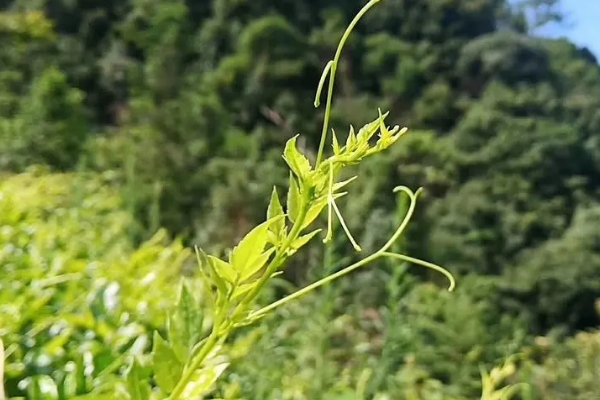 莓茶是凉性的吗，通常是寒性的