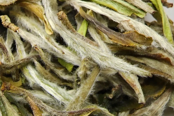 牡丹王是什么茶，属于特级白牡丹茶