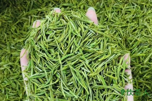 安吉白茶与黄金芽的区别，颜色不同/变异原因不同/香气不同