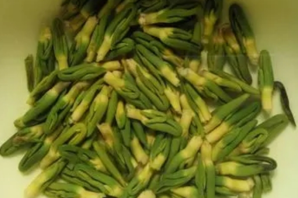 莲子心茶能治早射吗，可以辅助改善症状
