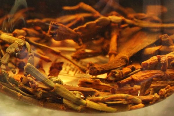 螃蟹脚茶的功效禁忌，缓解疲劳/减肥瘦身/体寒孕妇慎饮